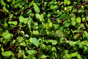 heart shape green leaf in the morning