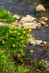 Marsh marigold flowers blooming a stream