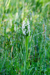 White dactylorhiza incarnata orchid on a wet meadow