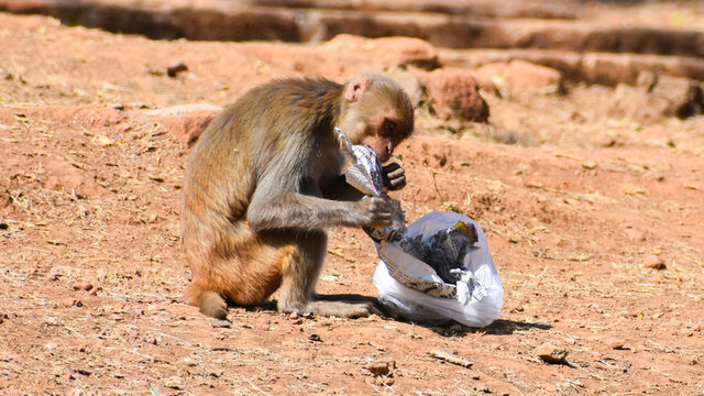 The rhesus macaque (Macaca mulatta), colloquially rhesus monkey, is a species of Old World monkey