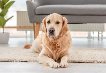 Golden retriever dog indoor