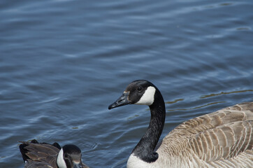 Canada Goose Swimming in a Pond