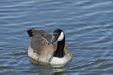Canada Goose Swimming in a Pond