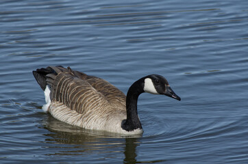 Canada Goose Swimming in a Pond