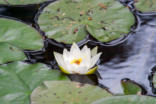 Flowering White water lily in a pond