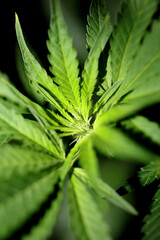 Marihuana plant close up on leaves cannabis indica family cannabaceae modern botanical Entlastet die Cannabis-Legalisierung die Gerichte? - buten un binnen print medical super lemon haze