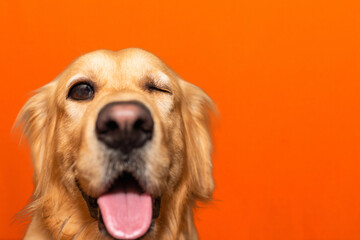 Handsome pure breed golden retriever is one eye closed dog on a orange studio...