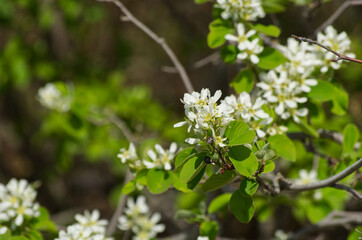 White Tree Blossoms Blooming in the Spring