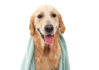 Golden retriever dog in bathtub after washing
