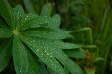 wet drops on green leaves