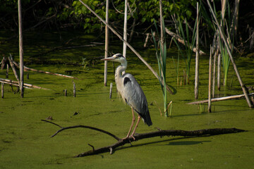 white heron up close