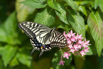 A swallowtail butterfly sucks the nectar of a flower. 