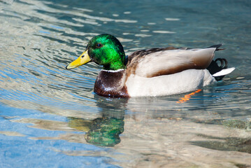 Wild male mallard swimming in the river