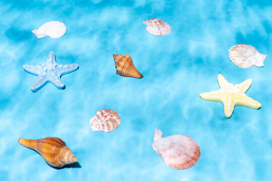 Seashells and snail shells and starfish under the water