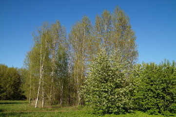 trees in spring