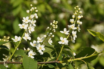 white flowers in the garden