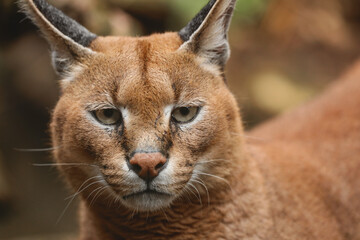 Naklejka premium Caracal