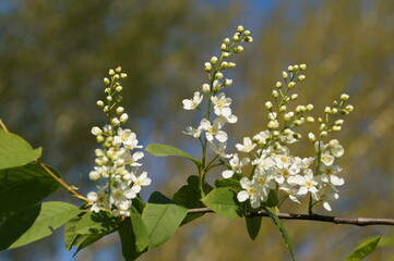 white flowers