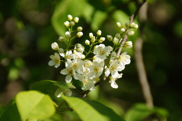 white flowers of a tree