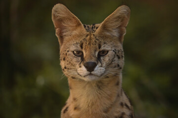 Serval