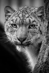Snow leopard