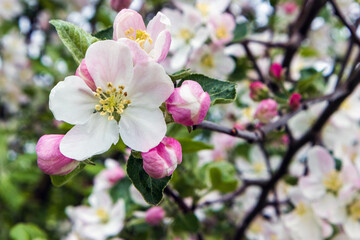 Fototapeta na wymiar Apple blossom with buds in spring