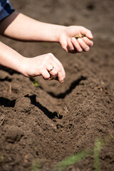 sow seeds in the soil