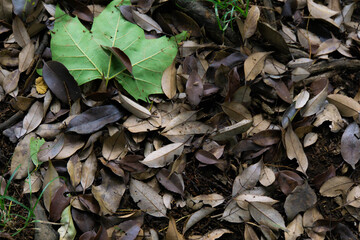 枯葉