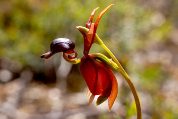Remarkable orchid flower of Caleana major, the large flying duck orchid, resembling a duck in...