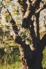 Branches of a blossoming tree on a garden background. Spring blossom.