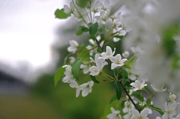 branch of blooming apple tree side view on blurred green background closeup. Selective focus