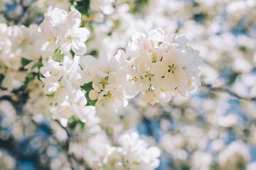 Branch of a blossoming apple tree in a spring garden. Spring blossom.