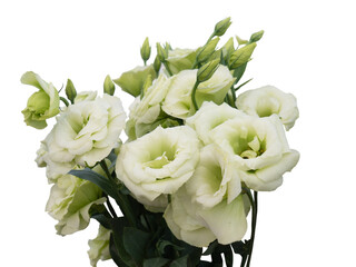 White Lisianthus bouquet isolated on white background. Other names include Eustoma Grandiflorum, Texas Bluebell, Prairie Gentian, Prairie Rose.