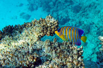 Fototapeta na wymiar Royal or Regal Angelfish (Pygoplites diacanthus ) - red Sea