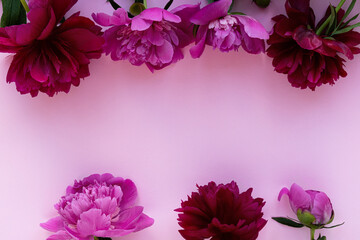 Bouquet of blooming red and rose peonies on pink background. Place for text. View from above, close-up