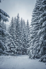 Vertical mountain view in winter. Tall evergreen trees in a coniferous forest in the valley, Tatra Mountains, Poland. Selective focus on the branches, blurred background.