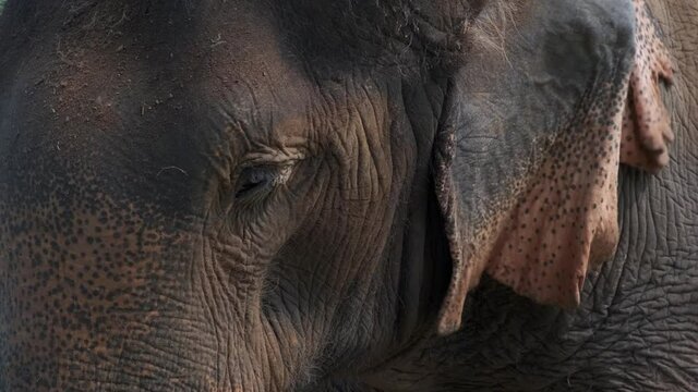 close up head shot of Indian elephant in Thailand blows dust over his face
