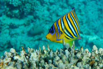 Fototapeta na wymiar Royal or Regal Angelfish (Pygoplites diacanthus ) - red Sea