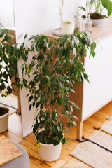 Large green ficus plant in the interior.