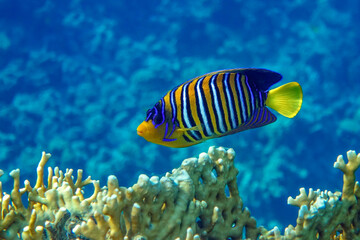 Royal or Regal Angelfish (Pygoplites diacanthus ) - red Sea