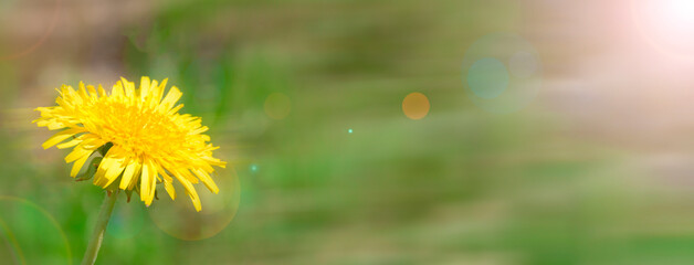 A summer sun banner with a yellow dandelion on the edge on a blurred green background of a meadow.