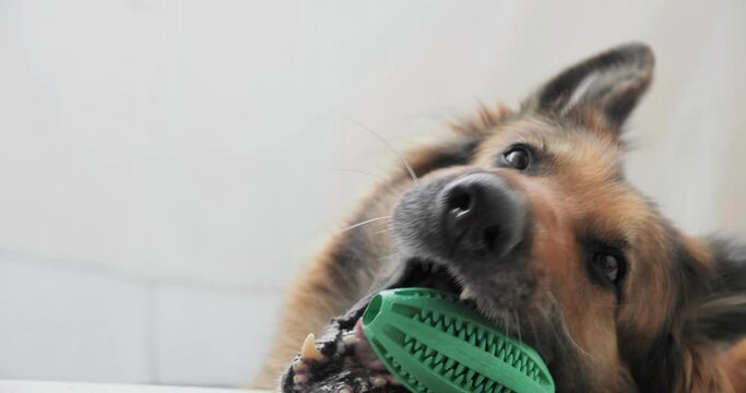German Shepherd chewing a toy