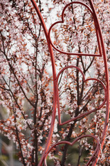 composition of metal hearts and a beautiful blooming tree