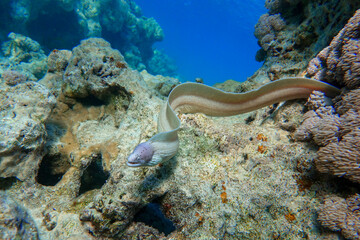 Grey Moray eel (Gymnothorax griseus) , Red sea