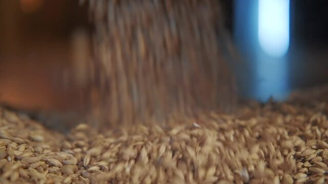 Beat the raw materials for beer. Man hands and hop, malt. Making of local craft beer. Cereal grain that has been dried in a process Malting. Pouring malt from hands.