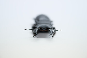 正面を見るコクワガタのアップ