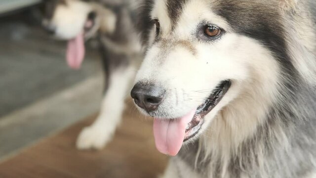 Husky siberian dog looking according to the applause from the owner,slow motion shot.