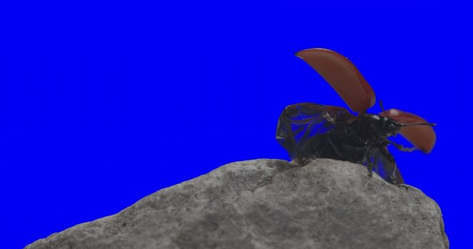 beetle red color on a stone