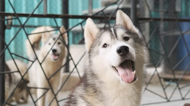 Husky siberian dog ​​looking up waiting for food that the owner will feed,slow motion shot.