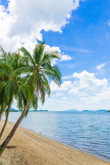 Coconut trees on the beach